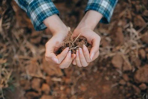 Top view of soil in hands for check the quality of the soil for control soi.. 스톡 사진