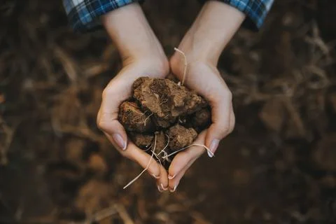 Top view of soil in hands for check the quality of the soil for control soi.. Stockfoto's
