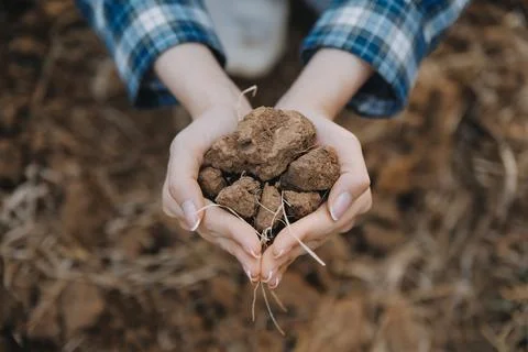 Top view of soil in hands for check the quality of the soil for control soi.. Stock Photos