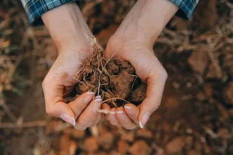 Top view of soil in hands for check the quality of the soil for control soi.. 스톡 사진