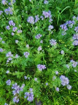 Top view of solid carpet of blooming purple phacelia Stock Photos