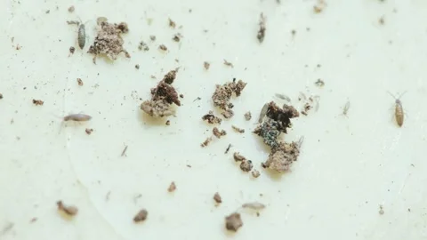 Top view of some insects von Leftovers | Stock Video | Pond5