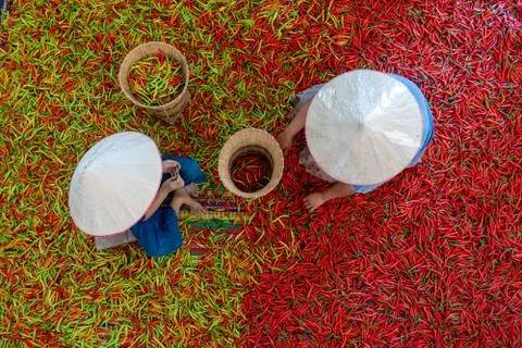 Top view Sorting of red and green peppers by farmers Stock Photos