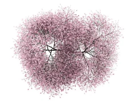 Top view of sour cherry tree isolated on white background Stock Illustration