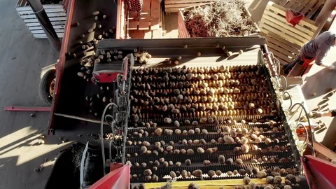 Top view. special mechanized process of Potato sorting at farm. potatoes are Video stock 97141768