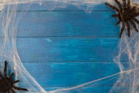 Top view of spider web and spiders on blue wooden table with copy space. Hall Stock Photos