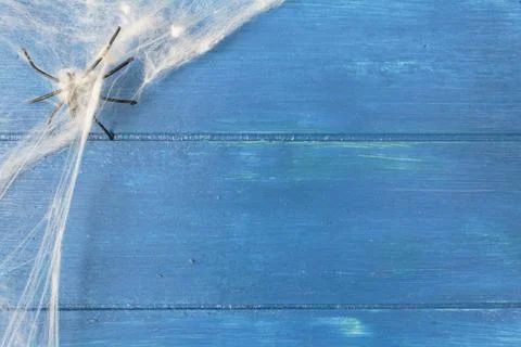 Top view of spider web and spiders on blue wooden table with copy space. Hall Stock Photos