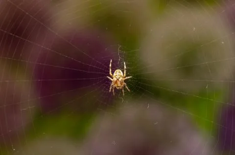 Top view of spider on web with dark background. Foto stock