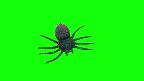 Top view spinning display of a realistic toy spider on a vibrant green scre.. 스톡 동영상 342017930