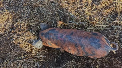 Top View of Spotted Piglet Rooting and Digging in Hay and Dirt Video stock 321179141