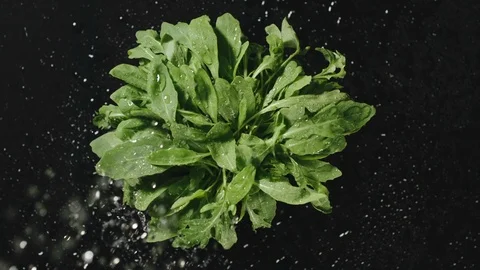 TOP VIEW: Spraying A Bunch Of Fresh Arugula On A Black Table Vídeos de archivo 113320799