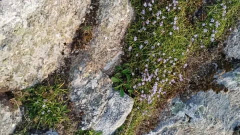 Top view of spring flowers among stone rocks Stock Footage 239334150