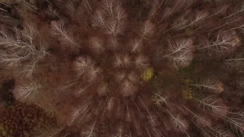 Top view of spring forest with young yellow substrate Stock Footage 151714306