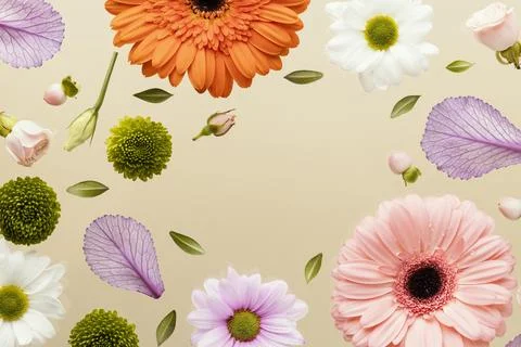 Top view spring gerbera flowers with daisies leaves Fotos Stock