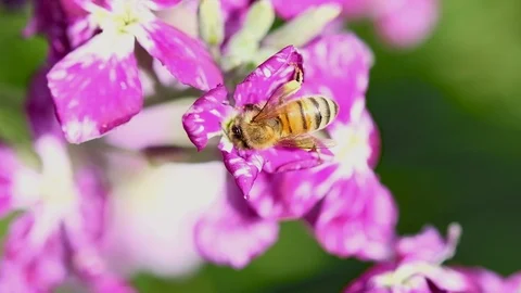 Top view of Spring Honey bee eating pollen flying over violet flower,nature Stock Footage 127492095