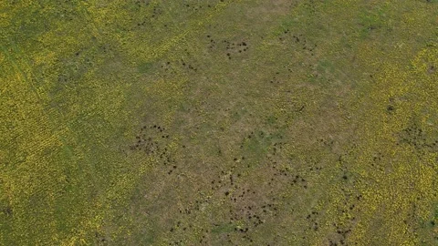 Top view of a spring meadow lawn of yellow dandelions pattern, drone flying Stock Footage 237993032