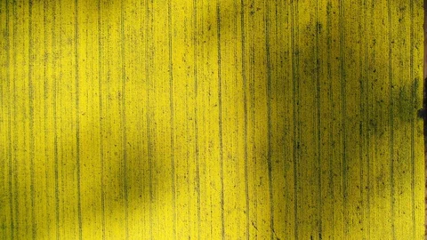 Top view spring yellow fields planted even stripes, rapeseed agricultural crops Stock Footage 129345123