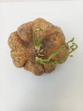 Top View of Sprouted Jicama Vegetable on White Table Stock Photos