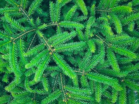 Top View Spruce Tree Texture Natural Background Stock Photos