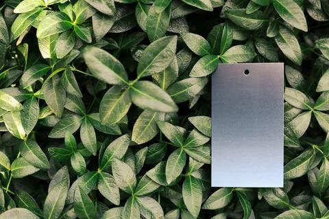 Top view of square frame, creative layout of tropical plants and periwinkle Stock Photos