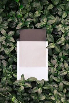 Top view of square frame, creative layout of tropical plants and periwinkle Stock Photos