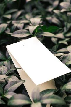 Top view of square frame, creative layout of tropical plants and periwinkle Stock Photos