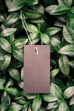 Top view of a square frame, a creative layout of tropical plants and periwinkle Stock Photos
