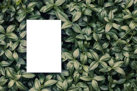 Top view of square frame, creative layout of tropical plants and periwinkle Stock Photos