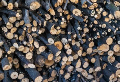Top view of a stack of black bark wood logs on an abstract background 스톡 사진