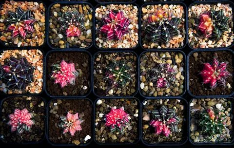 Top view stack of cactus in planting pot Stock-Fotos