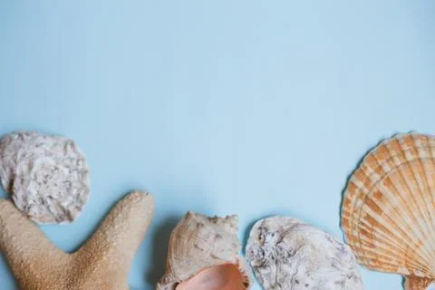 Top view Starfish, seashells on a light blue background with copy space. Summ Stock Photos