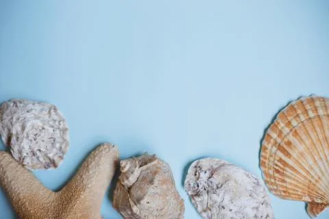 Top view Starfish, seashells on a light blue background with copy space. Summ Stock Photos