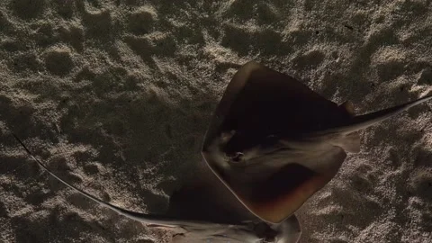 Top view sting rays swimming across Stock Footage 165414592