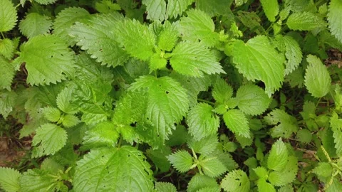 Top view of stinging nettle plant, hand held Stock Footage 252128496