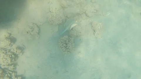 Top view of a stingray hidden by the seabed 스톡 동영상 114173986