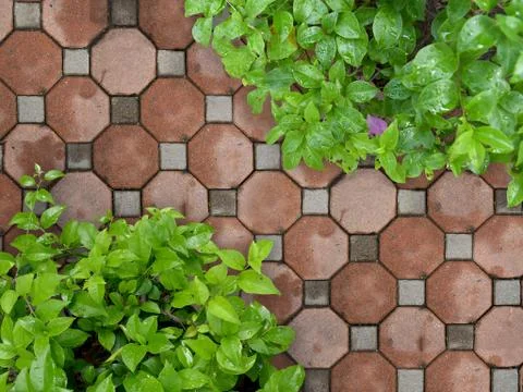 Top view of stone path in garden after rain. Stock Photos