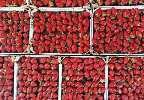 Top view of strawberry in the baskets, ready for sell in the fruit store. Con Stock Photos