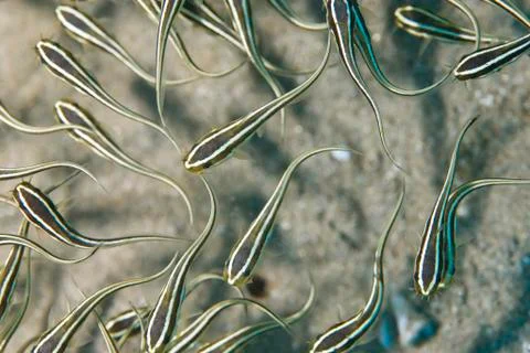 Top view of striped eel catfish. Stock Photos
