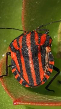 Top View Striped Shield Bug Graphosoma italicum Red Black Pattern Macro Nature Stock Photos