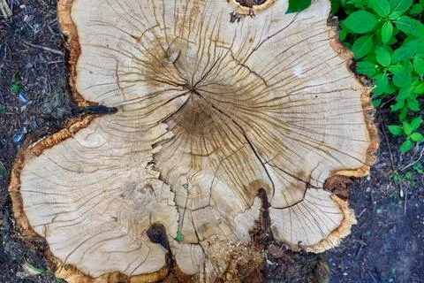 Top view of a stump from a cut tree with growth rings. Stock Photos