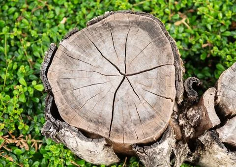 Top view of stump from cut tree with growth rings Stock Photos
