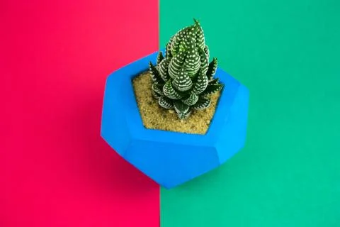 Top view succulent on bright multicolored background Stock Photos