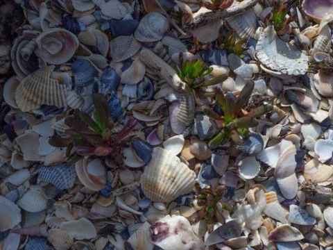 Top view of succulents among the shells Stock Photos