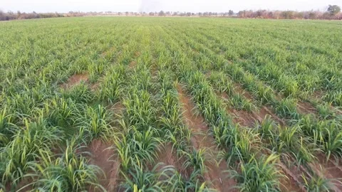 Top view of sugar cane field Video stock 148652142