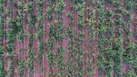 Top view of sugar cane field Video stock 148652343