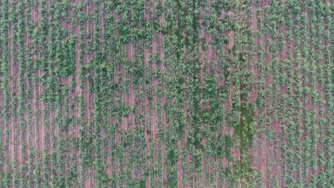 Top view of sugar cane field Stock Footage 148652602
