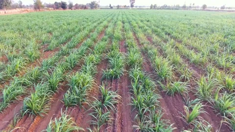 Top view of sugar cane field Video stock 148652684