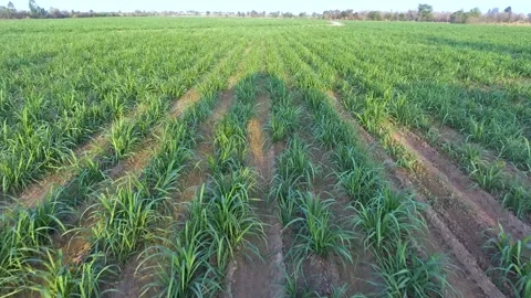 Top view of sugar cane field Video stock 148653048