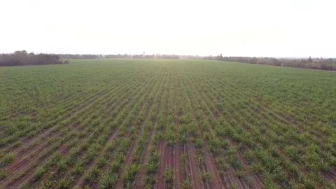 Top view of sugar cane field Stock Footage 148653203
