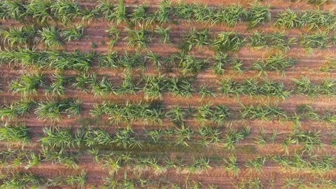Top view of sugar cane field Video stock 148653626